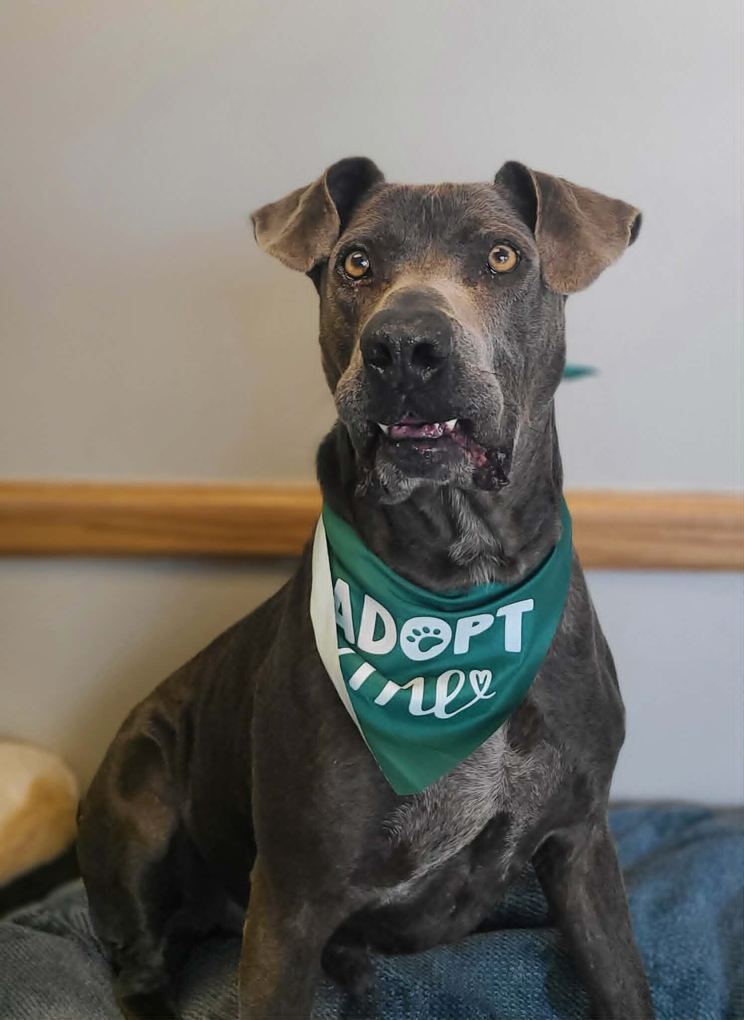 Picture of the Animal Listed